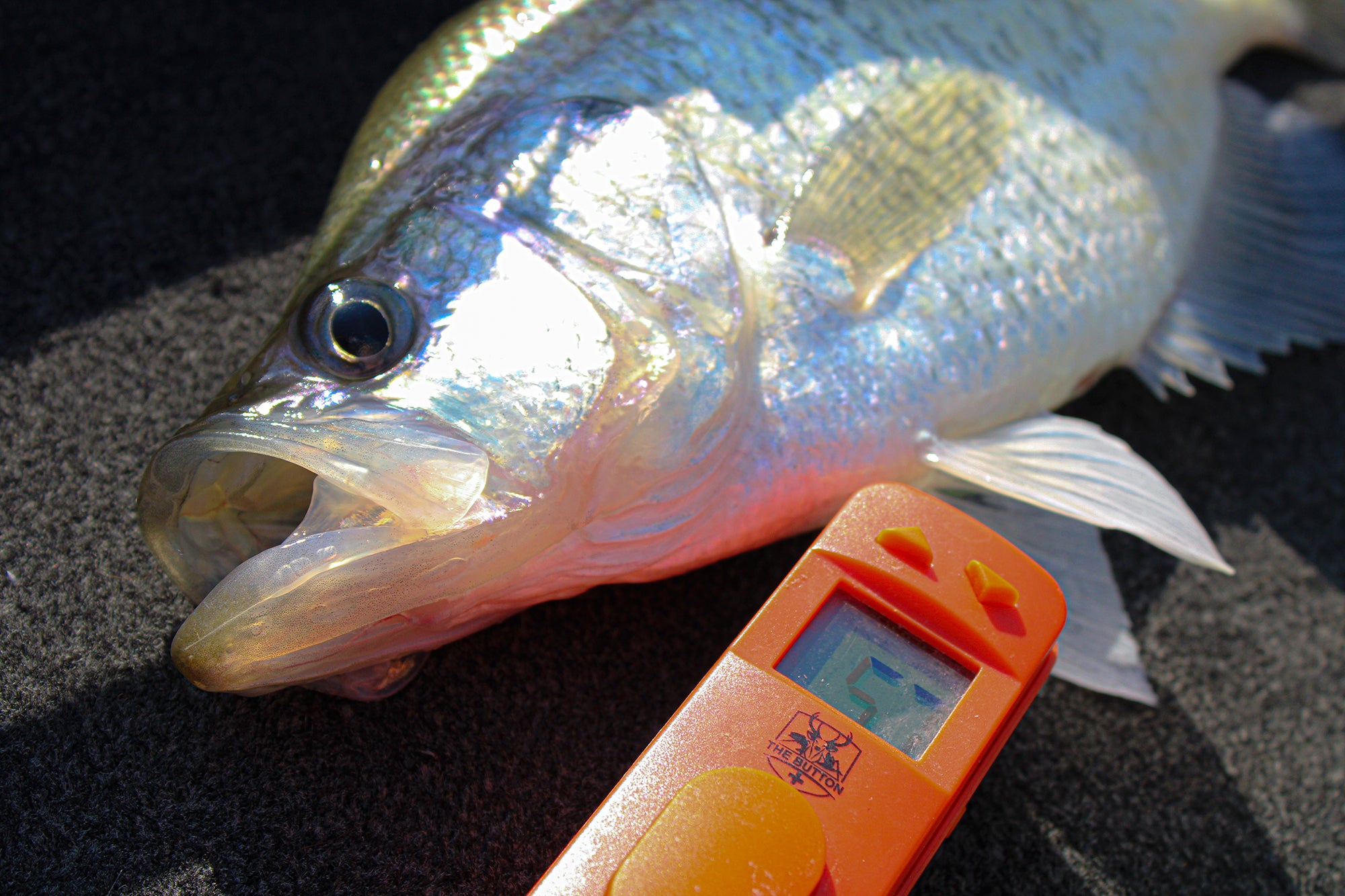 Close-up of a freshly caught crappie fish lying on a boat deck, next to the MadFishen "The Button" digital fish counter. The bright orange counter displays the total catch, making it easy for anglers to track their fishing success.