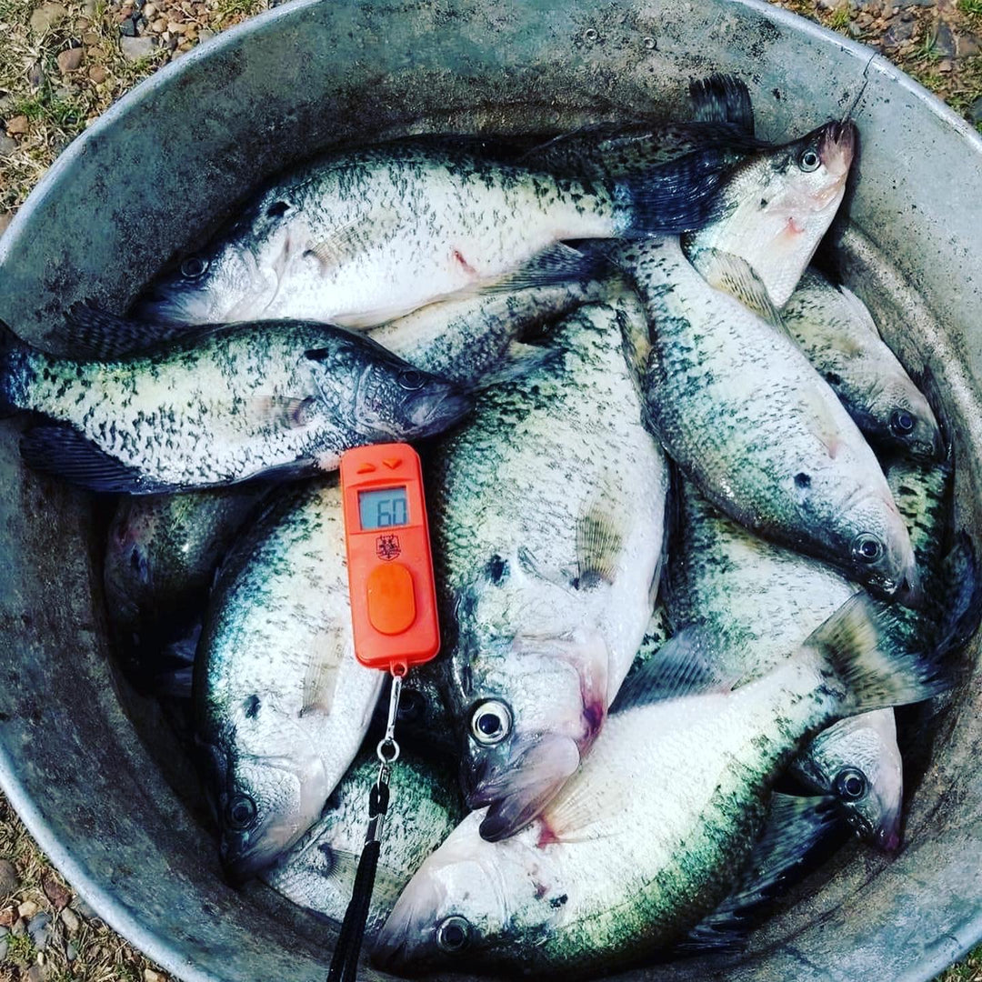 A bucket filled with freshly caught crappie, with The Button Digital Fish Counter displaying the total catch count. Ideal for tournament anglers and daily limit tracking.